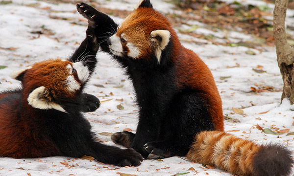 With black brown fur, the red panda’s four limbs are short