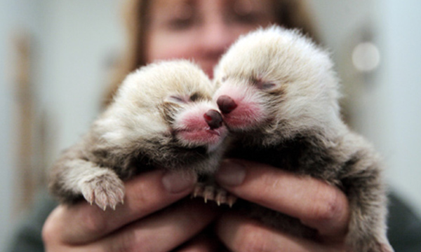 The body of a baby red panda is about 7.8 inches (20 centimeters) long