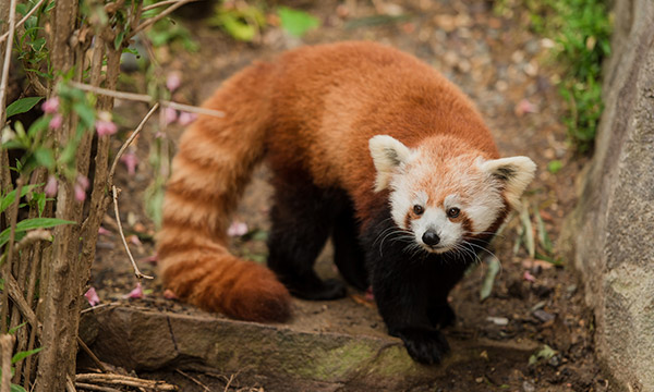Red Panda in Chengdu Panda Base