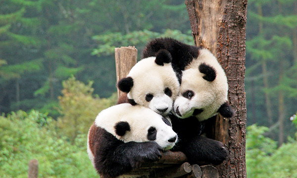 Giant pandas in Chengdu
