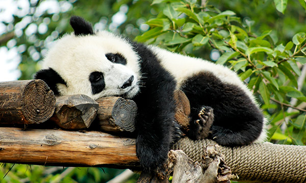 Pandas don't like high temperature.