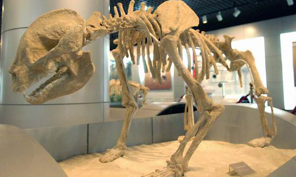Panda specimen in Panda Museum