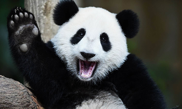 The giant pandas are cute, slow, no threatening, and fury.