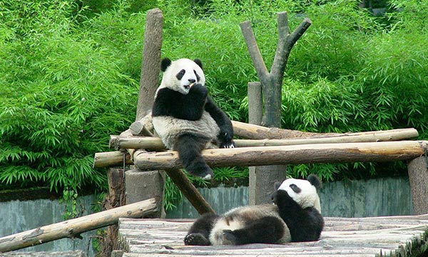The 

best thing panda lovers should not miss in Chengdu is visiting the panda 

bases.