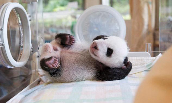 The baby panda's limbs become stronger after 3 months