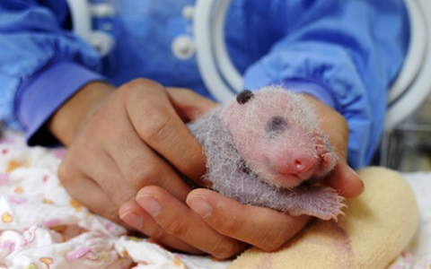Where to See Baby Pandas in China