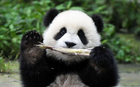 Bifengxia Panda Base - The Fine Panda Base with Gorgeous Natural Scenery