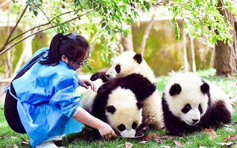 Dujiangyan Panda Base - The Nearest Panda Base to Chengdu that Offer Panda Volunteer Job