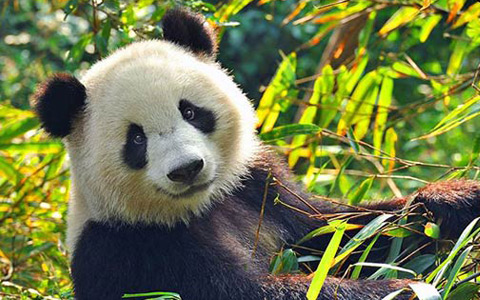 Giant Panda Facts