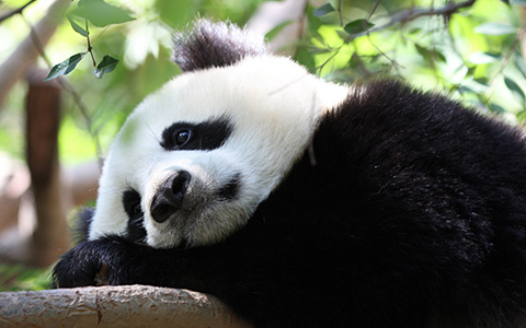 A-Z Facts about Giant Panda