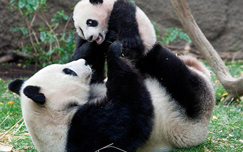 The Giant Panda Habitat in China – Where Do Pandas Live in China