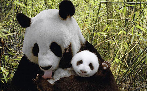 Giant Panda Sanctuary in China – Why Pandas Are Endangered and How to Protect Them
