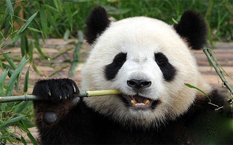 Where to See Pandas in China