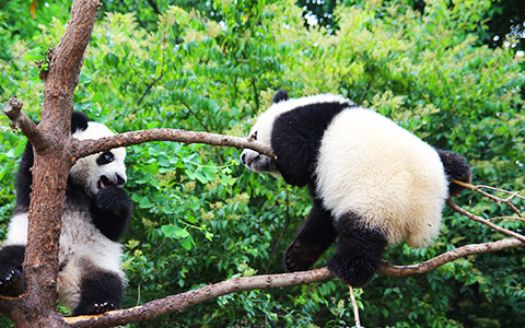 Holding a Panda in Chengdu