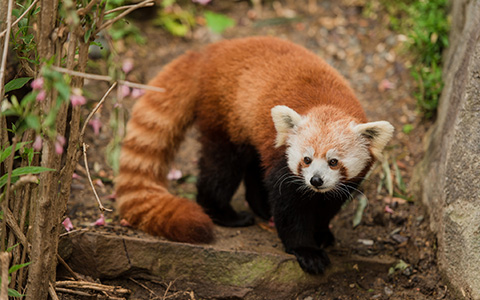 Red Panda Facts – Habitat, Diet & Photos of Endangered Red Pandas