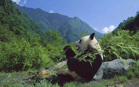 Wolong Panda Reserve – The Best Place to Do the Panda Volunteer Job and Panda Habitat Exploration Tour