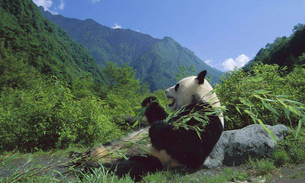 Wolong National Nature Reserve