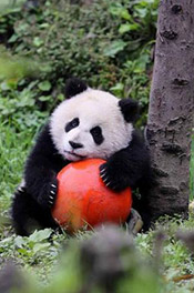 Bifengxia Panda Base