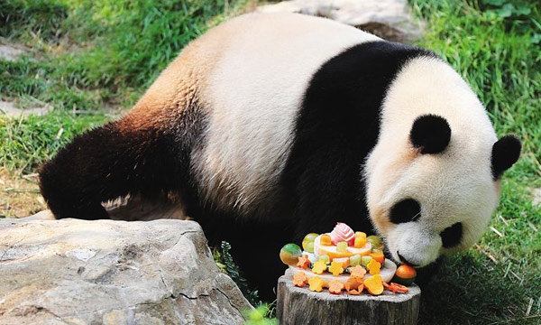 Giant Panda in Chengdu