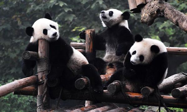 Cute Pandas in Chengdu Panda Base