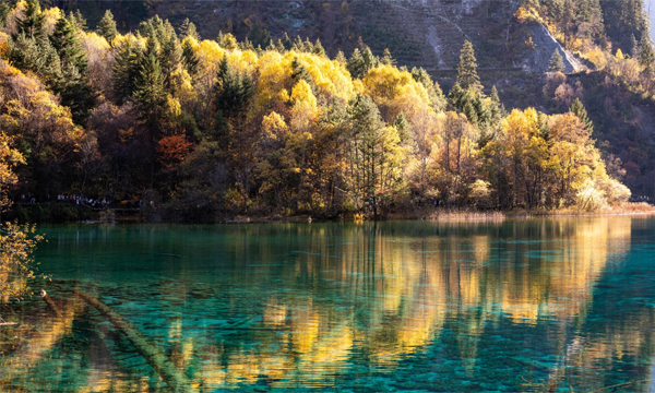 Five Flower Lake in Jiuzhaigou with autumn forests and turquoise water