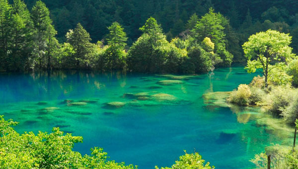 Jiuzhaigou Green in Spring
