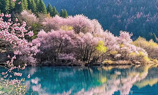 Jiuzhaigou spring scenery with blooming flowers and turquoise lakes