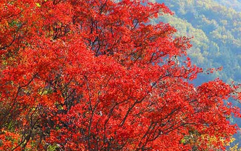 Miyaluo Scenic Area-Best Place to See the Red Leaves near Jiuzhaigou