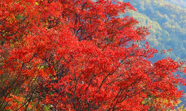 Miyaluo Red Leaves