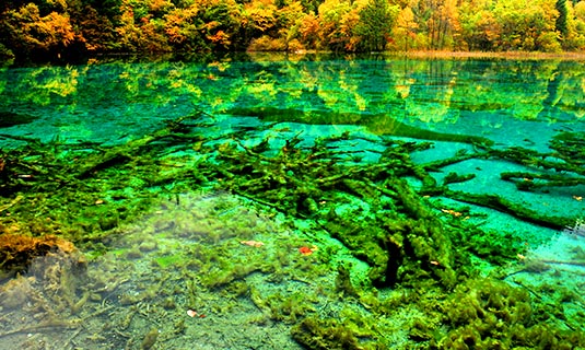 Panda Lake