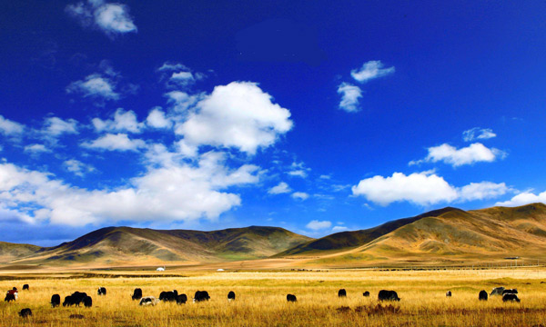 Ruoergai Grassland