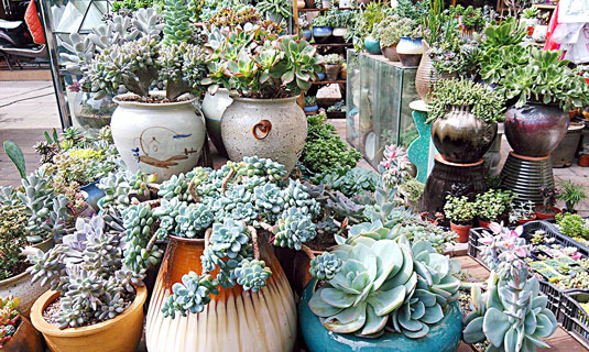 Plants Sold in Flower and Bird Market