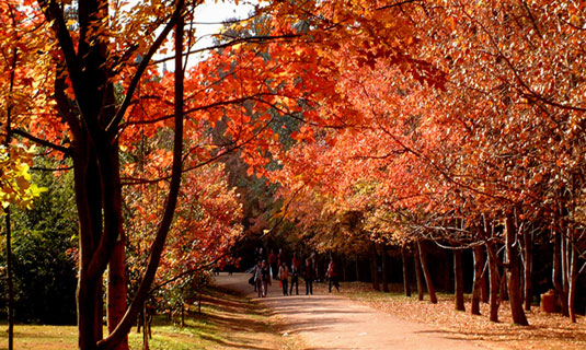 Beautiful Autumn Scenery of Kunming 