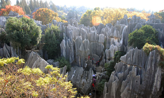 Stone Forest