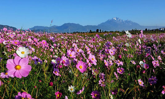 Lijiang Spring