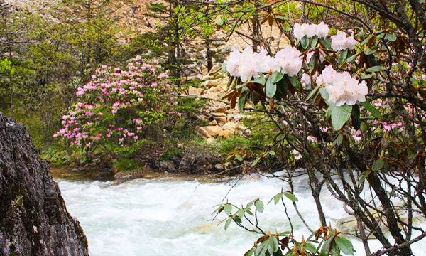 Azalea Gorge