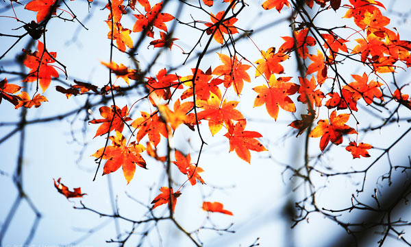 Colorful Red Leaves in Autumn