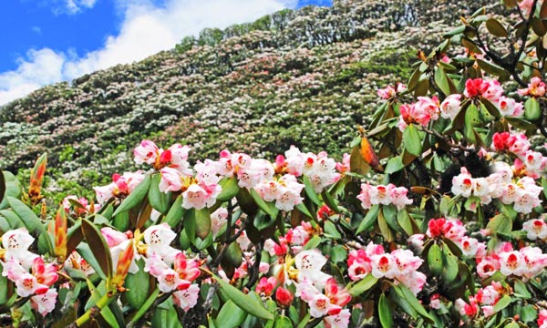 Sea of Azalea Flowers in Spring