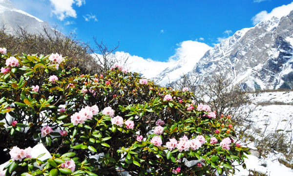 Spring - The Perfect Time to Tour the Area Around Minya Konka