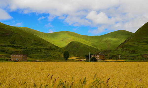 Tagong Grassland