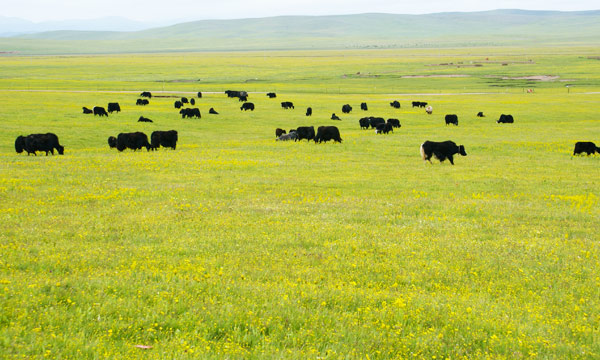 Tagong Grassland -  The Most Beautiful Grassland in Kangding
