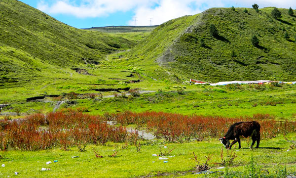 A horse was grazing leisurely on the Tagong Grassland.