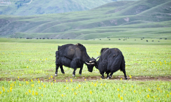 Yaks are dotted across the area.