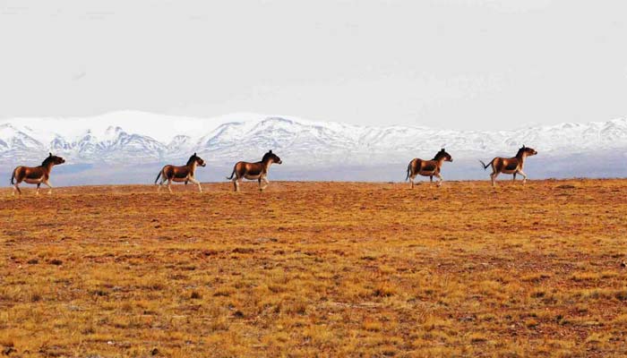 Qinghai Tibet Highway Kekexili