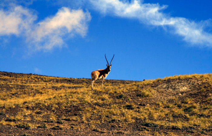 Wild Animals along Xinjiang Tibet Highway