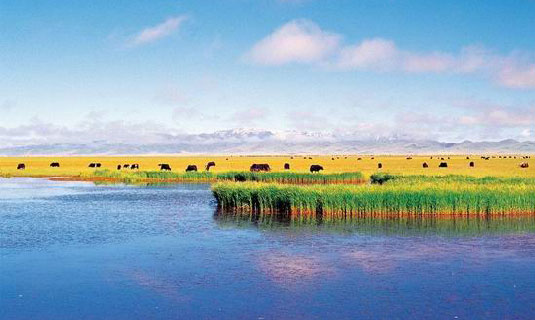 Ruoergai Prairie in Autumn
