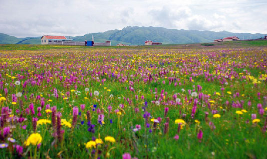 Ruoergai Prairie in Summer