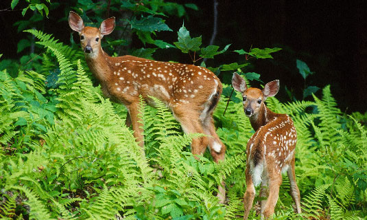 Tiebu Sika Deer
