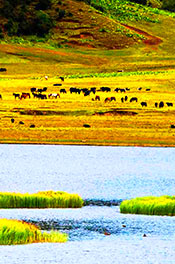 Top Things to See & Do in Shangri-La