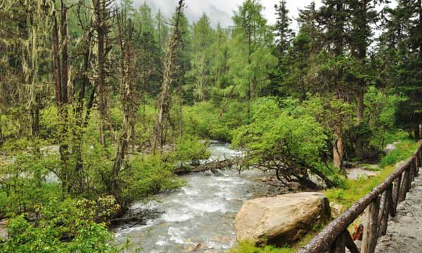 Bipenggou Valley Summer
